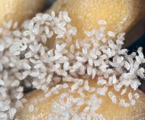 White Bugs That Look Like Lint