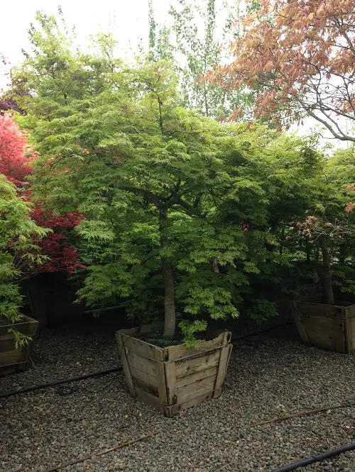 Maple Tree Varieties for garden Containers 
