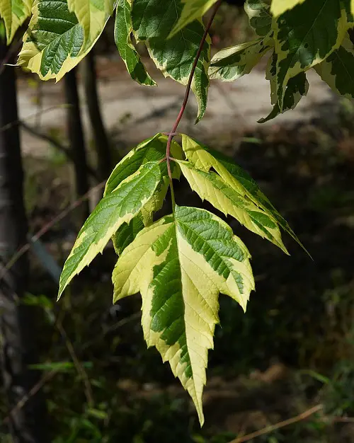 Poison Ivy Look Alike Plants with Three Leaves 1
