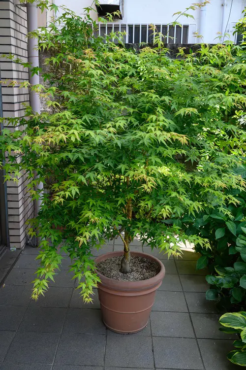 Maple Tree Varieties for Containers for garden
