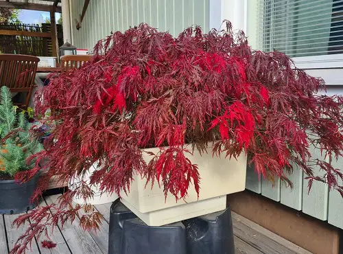 Greatest Variety of Maple Trees for Container Use