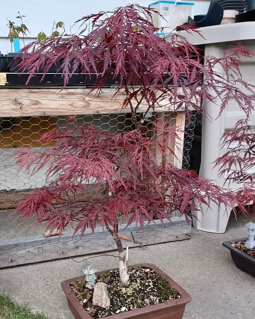 amazing Maple Tree Varieties for Containers
