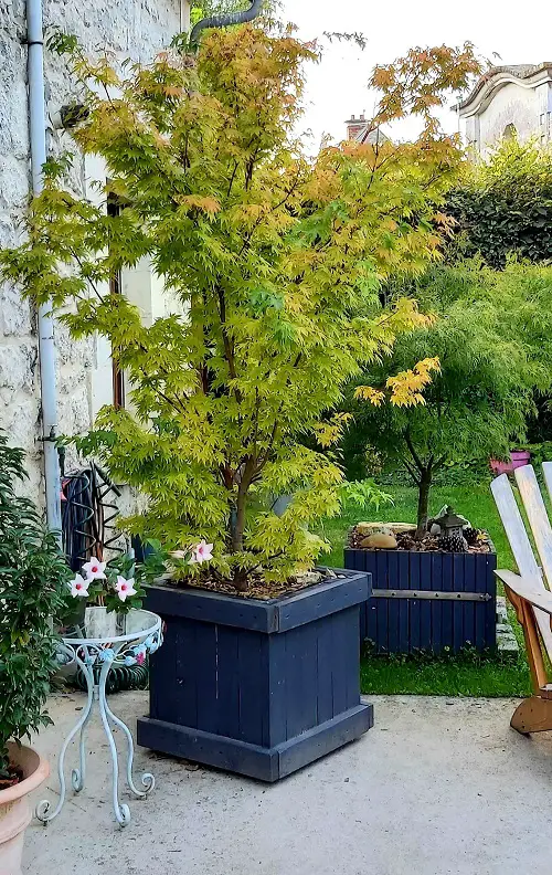 Maple Tree Varieties for Containers