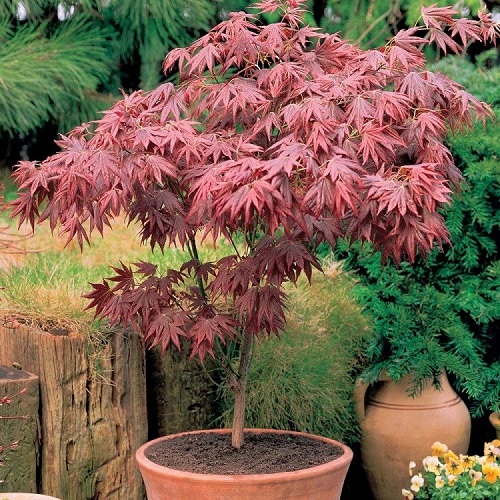 top best Stunning Trees with Pink Leaves