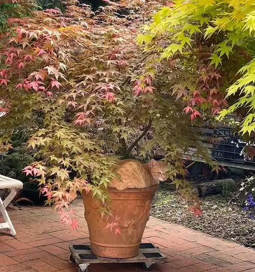 best Maple Tree Varieties for Containers
