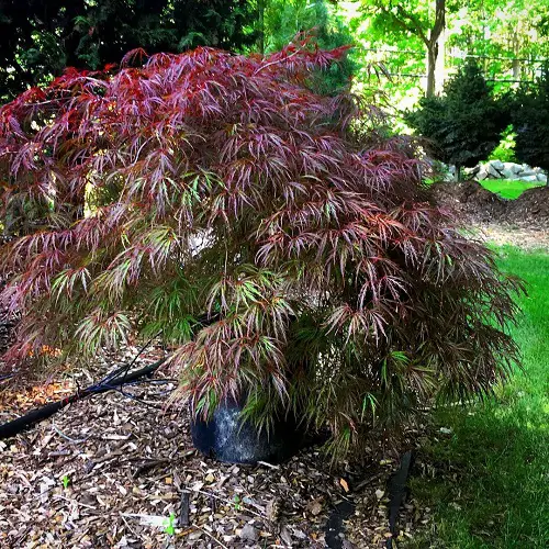 Top Types of Maple Trees for Containers