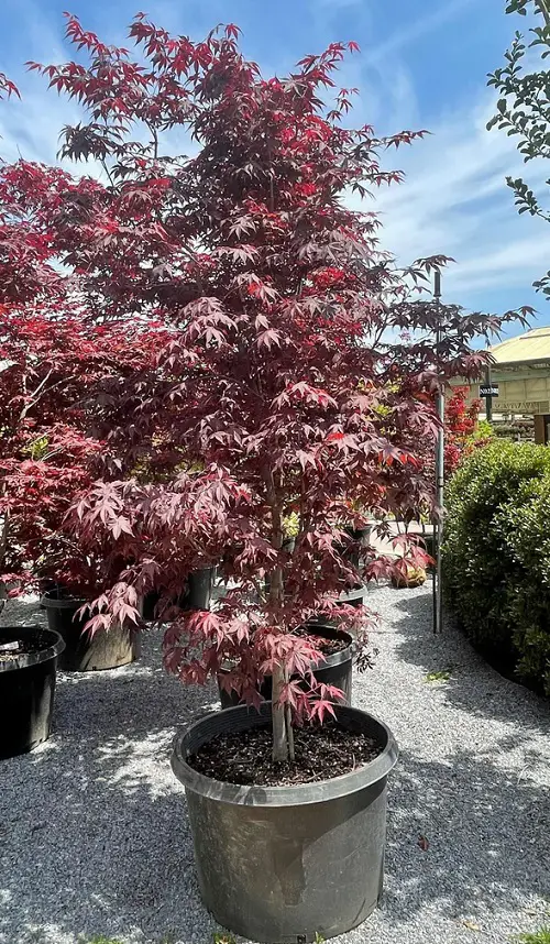 Top Maple Tree Types for Containers in garden