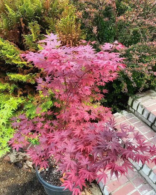 pink Best Maple Tree Varieties for Containers