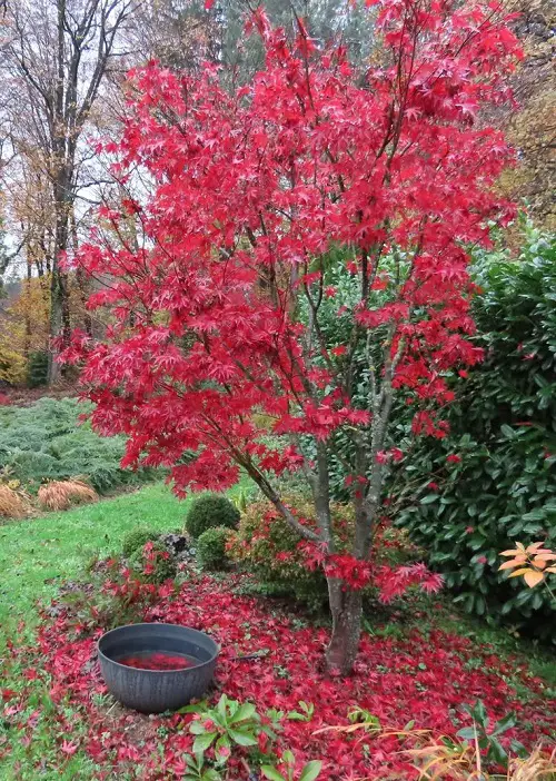 Japanese Maple Fireglow vs Bloodgood 3
