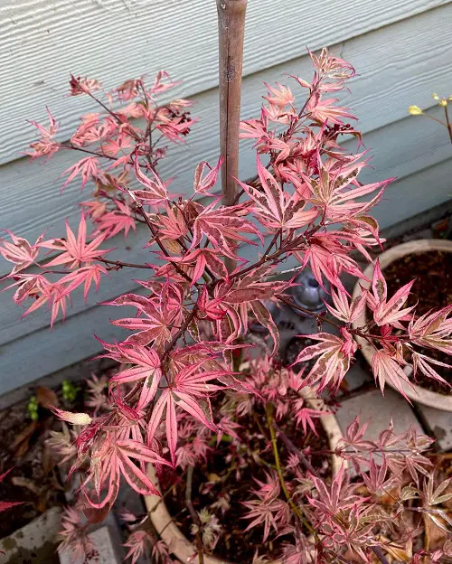 The Greatest Maple Tree Types for Containers
