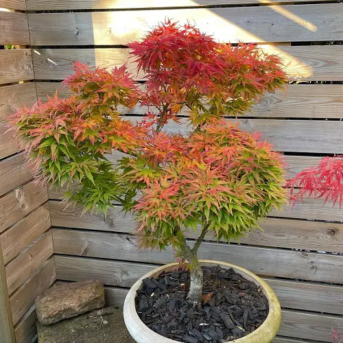 beautiful Top Types of Maple Trees for Containers