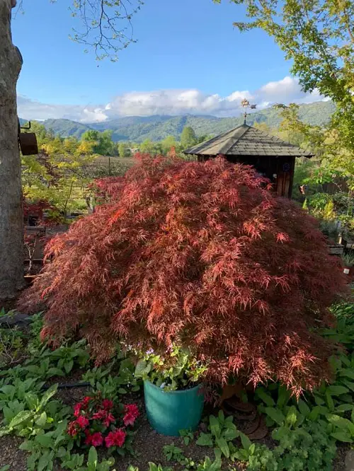 amazing Maple Tree Varieties for Containers