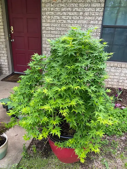 Maple Tree Varieties for Containers 