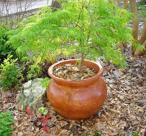 beautiful Top Types of Maple Trees for Containers
