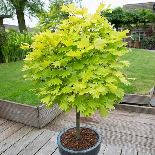 The Greatest Maple Tree Types for Containers