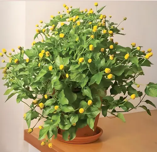 Greatest Yellow-Flowered Herbs indoor