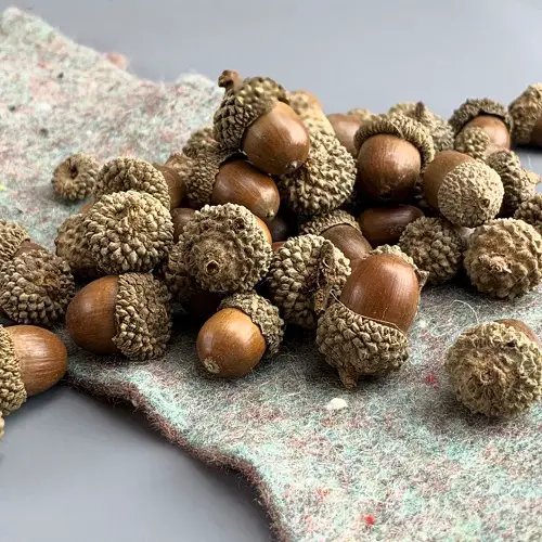 amazing 5 Seeds that Look Like a Brain