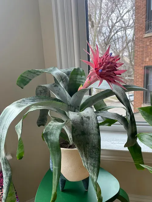 amazing Indoor Plants with Patterns and Variegation