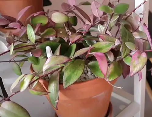 Types of Lipstick Plant Varieties in pot
