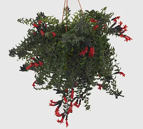 Types of Lipstick Plant Varieties