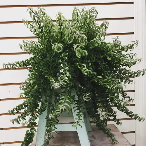 Various Lipstick Plant Types and Varieties 