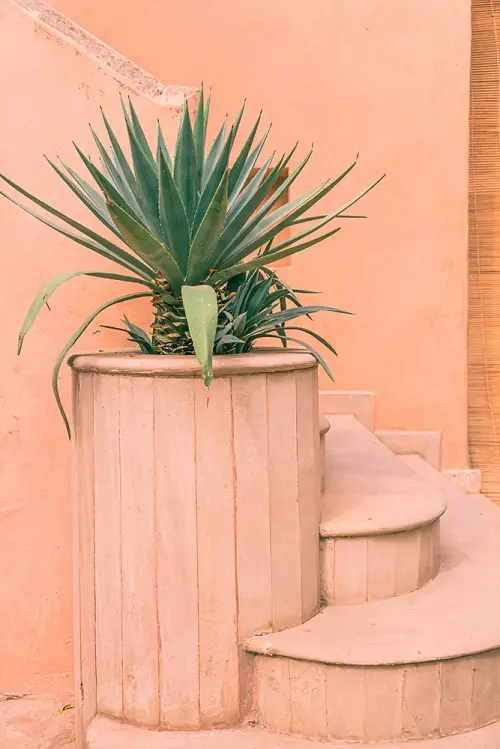 Plants That Never Die Even If You Try to Kill Them near stair