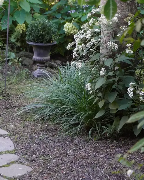 Native Plants of Illinois in yard