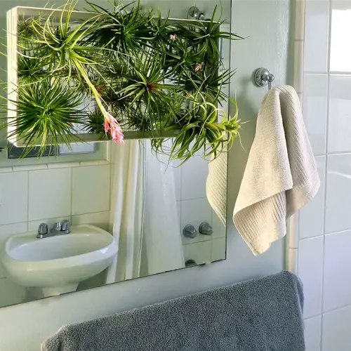 Air Plants in Bathroom Ideas Hang them Over the Bathtub