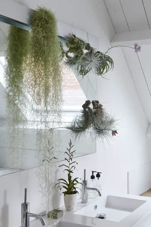 Air Plants Adorning the Bathroom Mirror