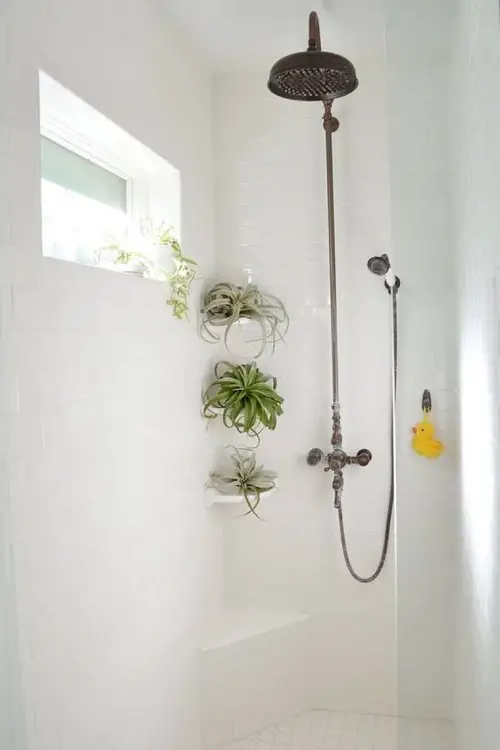 Tiered Air Plants in Corner Shelves