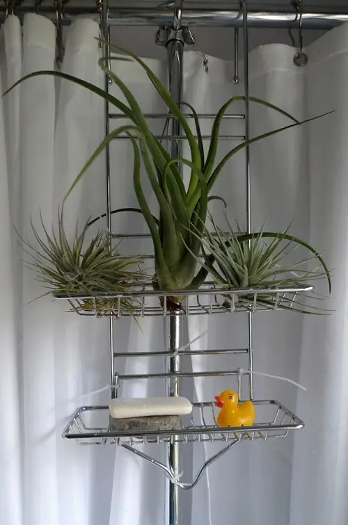 Air Plants on a Bathroom Organizer