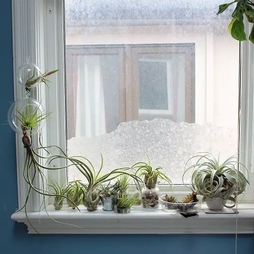 Air Plant Varieties on the Windowsill