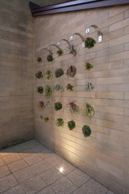 Metal Hooks with Air Plants on Strings