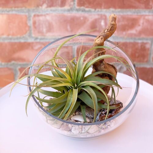 Glass Bowl For Air Plants