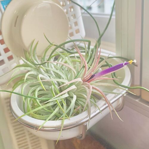Air Plants in a Soap Dish