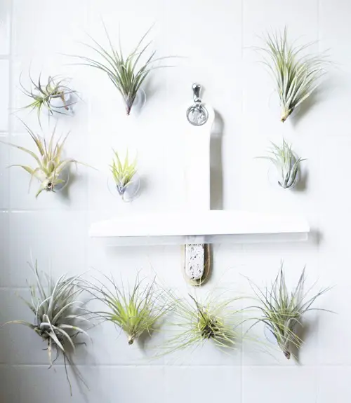  Air Plants in Bathroom Ideas that You Must Copy
