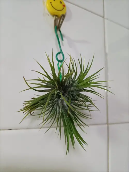 Keyring Hanger for Air Plant