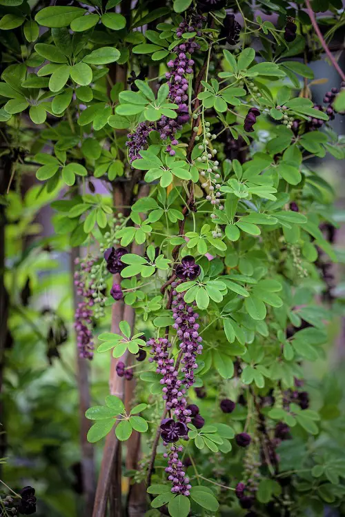 beautiful Plants with 5 Leaves Per Stem 