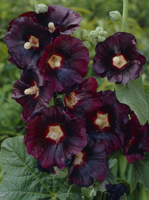 best Beautiful Red and Black Flowers