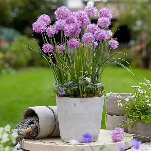 flower name start with 0 in pot 8
