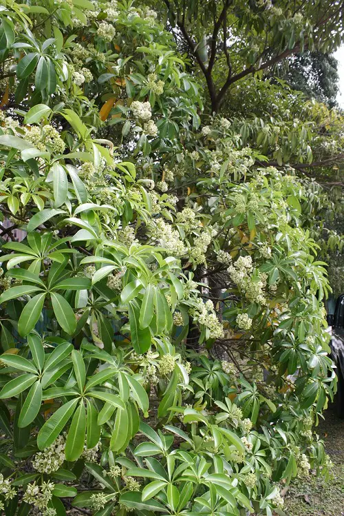 top best Five-leafed plants per stem