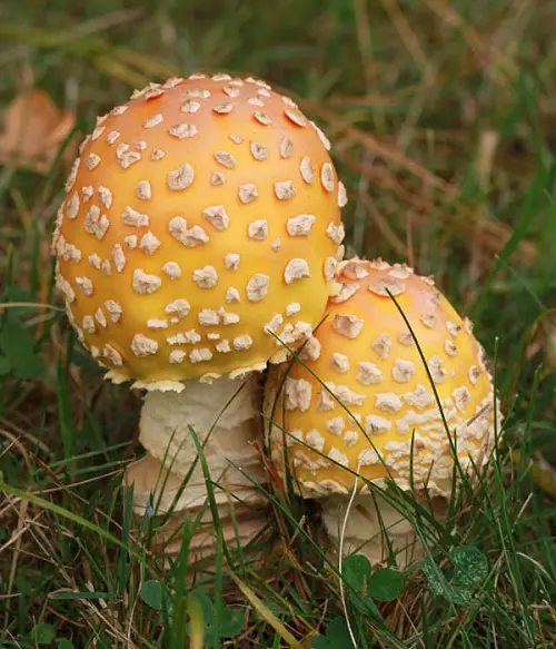 Amazing Mushrooms that Look Like bloom