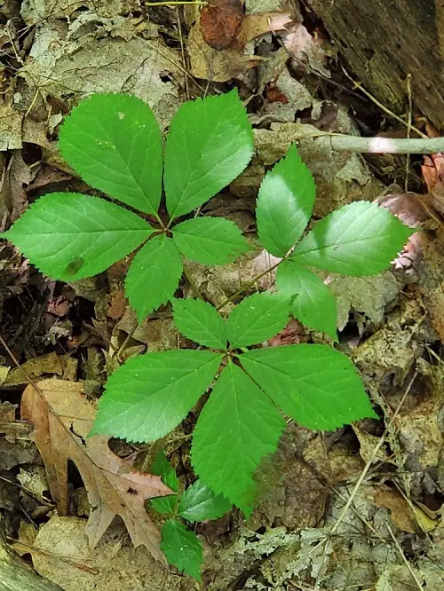Leaves on Plants with Five Stems