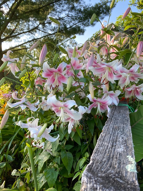 best Different Types of Pink Lily Varieties