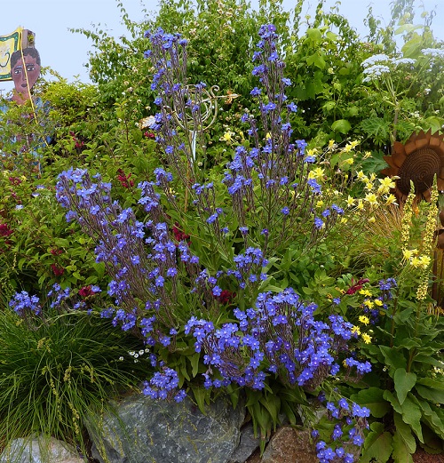 top Weeds with Blue Flowers