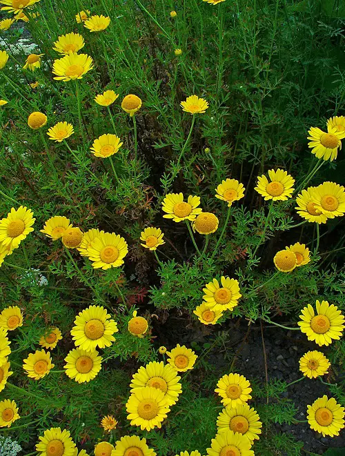 best stunning gold flowers in the garden