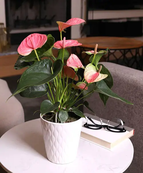 plant removal of formaldehyde 