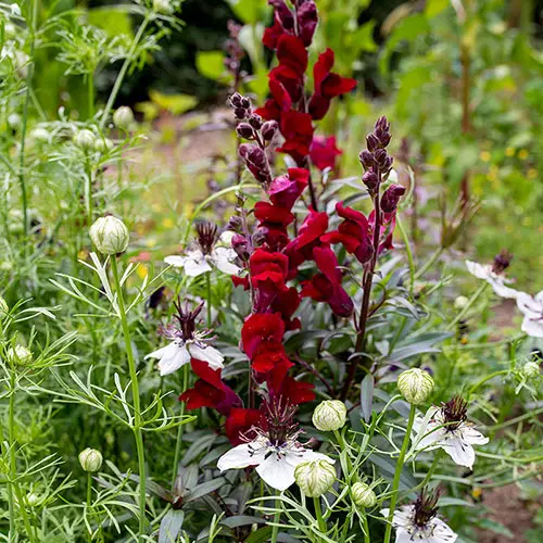 Beautiful Red and Black Flowers in garden 