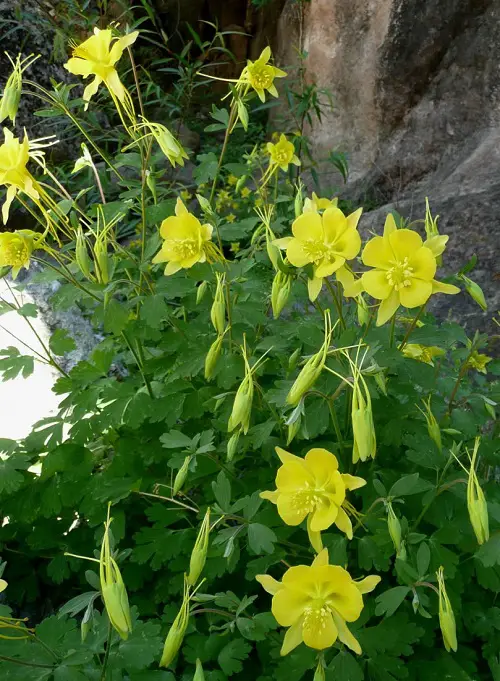 best The prettiest gold flowers in your backyard