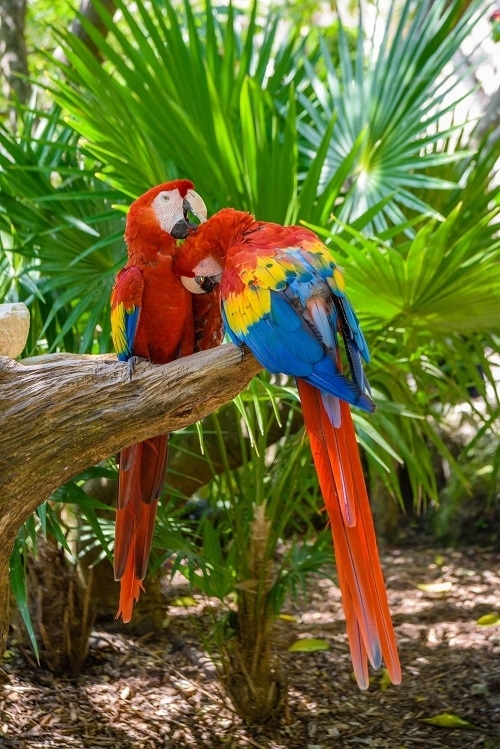 Red-chested birds